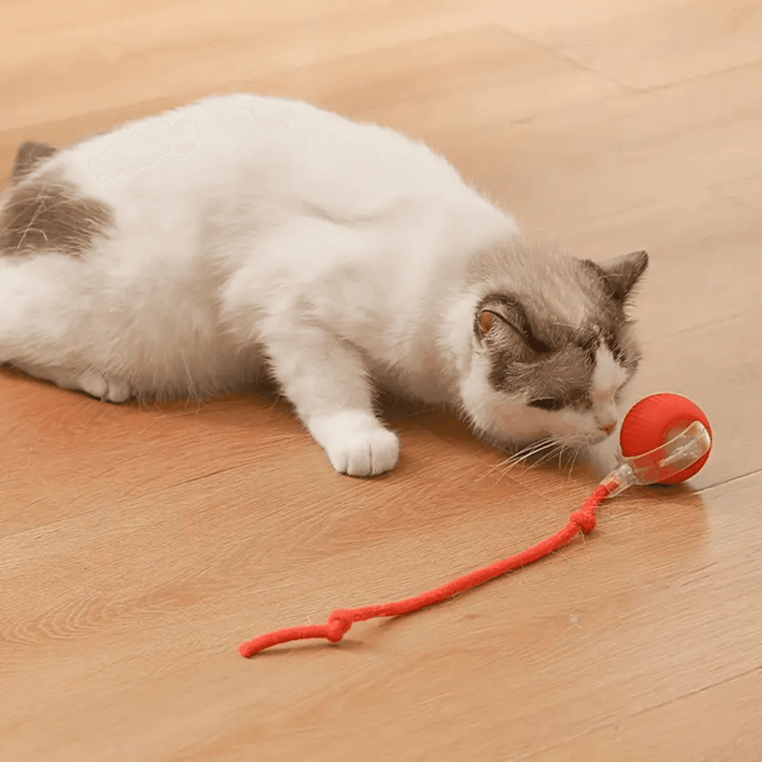 KittyBall - interaktywna piłeczka dla kotka